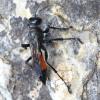 Prionychini inconnu
